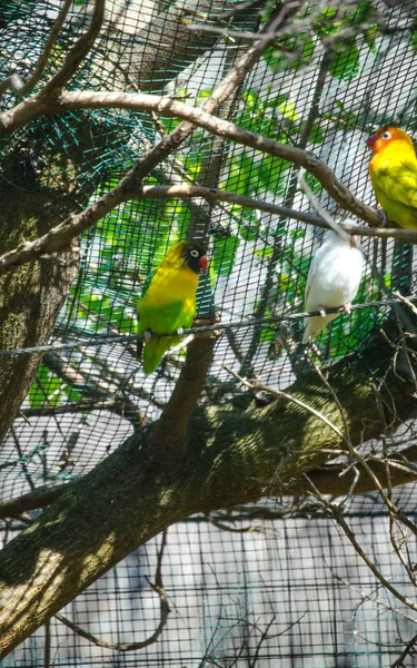 Żółty gołąbków w klatce — Zdjęcie stockowe