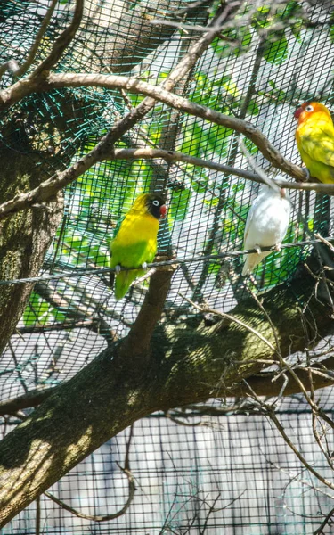 Żółty gołąbków w klatce — Zdjęcie stockowe
