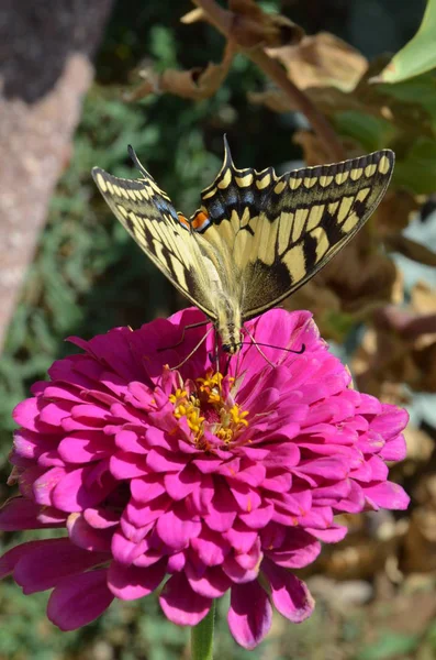 花の上で蝶を閉じる — ストック写真