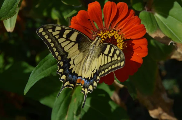 Nahaufnahme Schmetterling auf Blume — Stockfoto