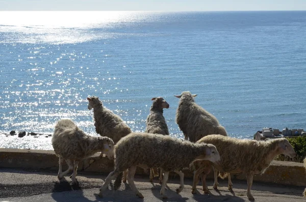 海岸に多くの羊 — ストック写真