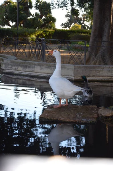 Sciacca Park Sicilya — Stok fotoğraf