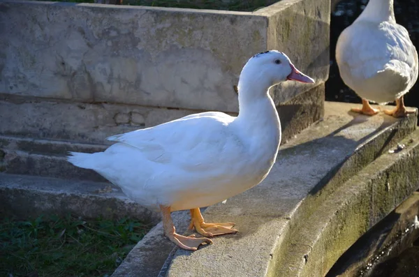 Parque Sciacca Sicilia — Foto de Stock