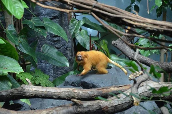 León Oro Tamarin Zoológico Frankfurt —  Fotos de Stock