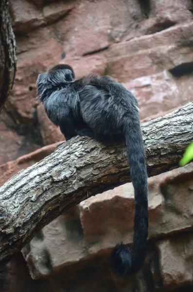 Titi Goeldi Callimico Goeldii — Stockfoto