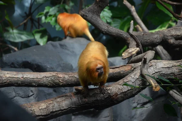 León Oro Tamarin Zoológico Frankfurt — Foto de Stock