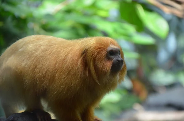 Golden Lion Tamarin Zoo Frankfurt — Stockfoto