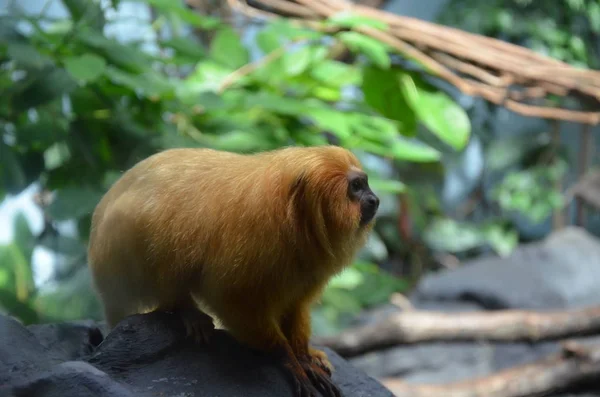 León Oro Tamarin Zoológico Frankfurt — Foto de Stock