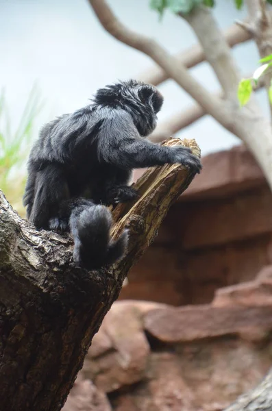 Titi Goeldi Callimico Goeldii — Stockfoto