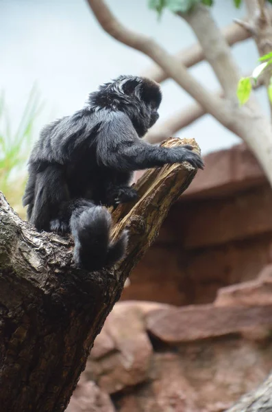 Titi Goeldi Callimico Goeldii — Stockfoto