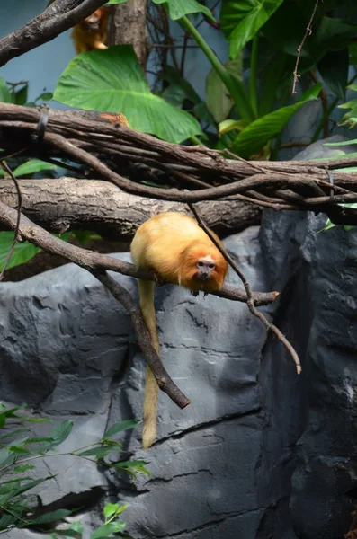 Leone Oro Tamarin Zoo Francoforte — Foto Stock