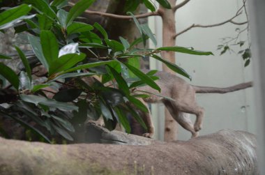 Fossa (Cryptoprocta Ferox) Madagaskar 'daki Kedi