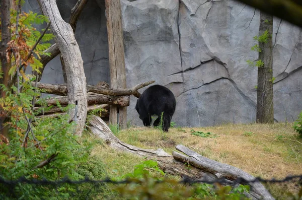 Αρκούδα Των Άνδεων Στον Ζωολογικό Κήπο Της Φρανκφούρτης — Φωτογραφία Αρχείου