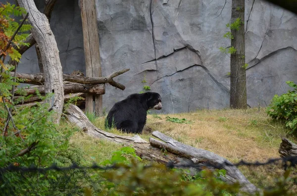 Αρκούδα Των Άνδεων Στον Ζωολογικό Κήπο Της Φρανκφούρτης — Φωτογραφία Αρχείου