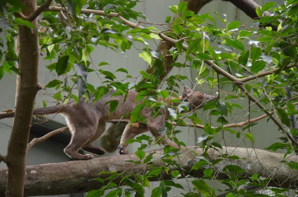 Fossa Cryptoprocta Ferox Cat Στη Μαδαγασκάρη — Φωτογραφία Αρχείου