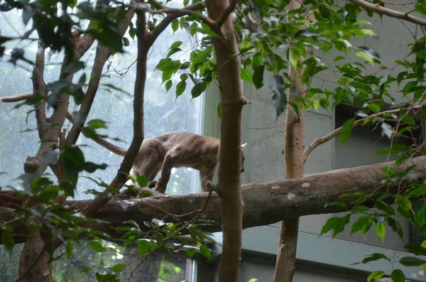 Fossa Cryptoprocta Ferox Cat Στη Μαδαγασκάρη — Φωτογραφία Αρχείου