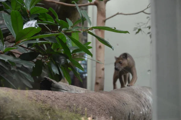 Fossa Cryptoprocta Ferox Gato Madagascar — Foto de Stock