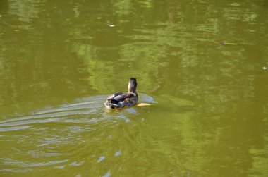 Kassel, Almanya 'daki Wilhelmshoehe Kalesi Parkı