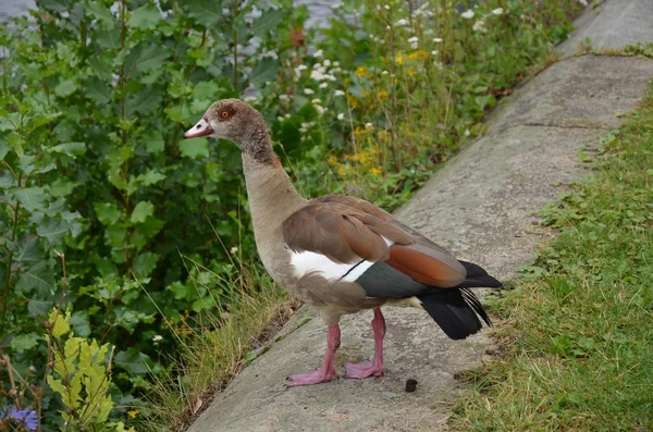 Ung Anka Går Vid Floden Main — Stockfoto