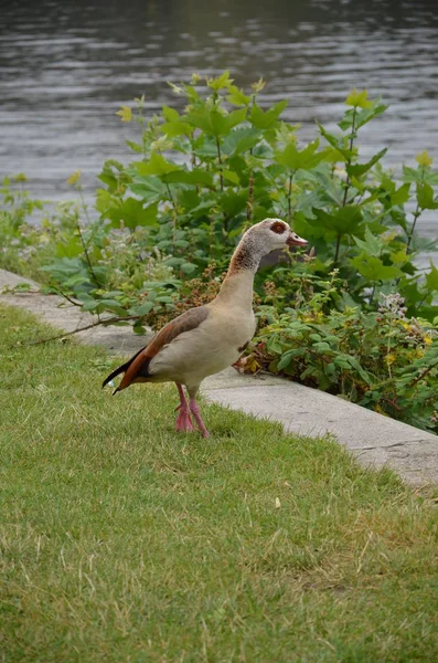 Ung Anka Går Vid Floden Main — Stockfoto