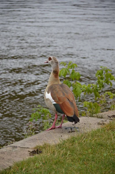 Ung Anka Går Vid Floden Main — Stockfoto