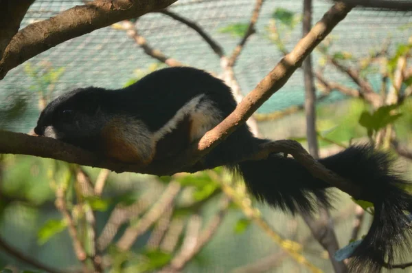 Fekete Óriás Sguirrel Egy Állatkertben Közelről — Stock Fotó