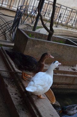 Sciacca Sicilya Park