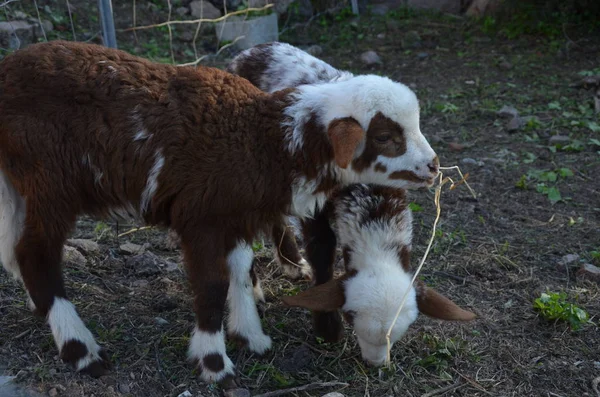 農場で可愛い子羊 — ストック写真