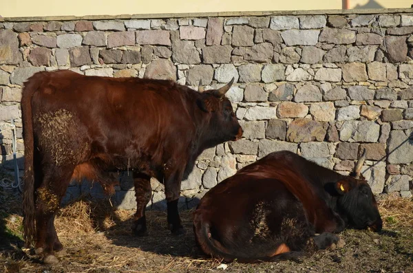 Hnědá Kráva Farmě — Stock fotografie