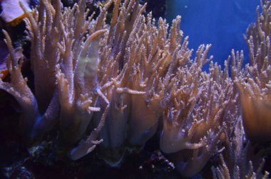 Mercan akvaryum, Almanya Berlin