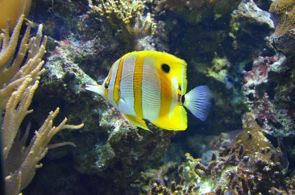 水族館の熱帯魚 ベルリン — ストック写真