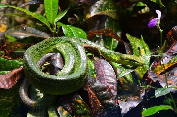 Serpent Vert Sur Branche Aquarium Berlin Allemagne — Photo