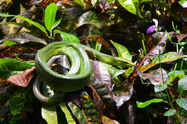 Serpente Verde Sul Ramo Dell Acquario Berlino Germania — Foto Stock