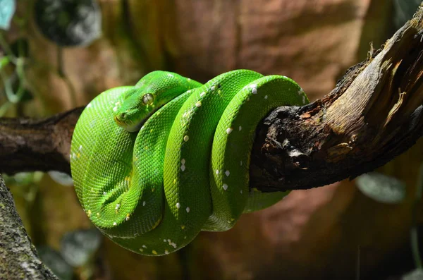 Zöld Kígyó Ágon Akvárium Itt Berlin Németország — Stock Fotó
