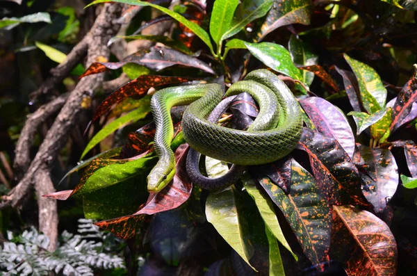 Serpent Vert Sur Branche Aquarium Berlin Allemagne — Photo