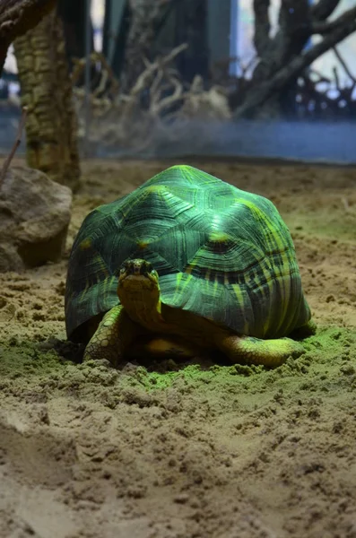 Land Tortoise Walking Sand — Stock Photo, Image