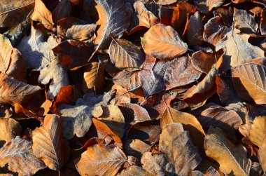 Bahçede kış yaprakları