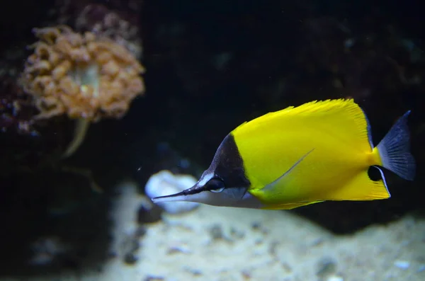 Tropische Vissen Aquarium Berlijn — Stockfoto