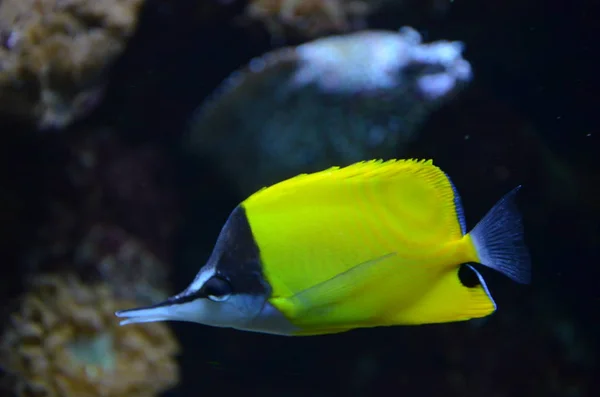 Tropische Vissen Aquarium Berlijn — Stockfoto