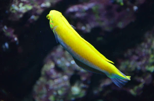 Peixes Tropicais Aquário Berlim — Fotografia de Stock