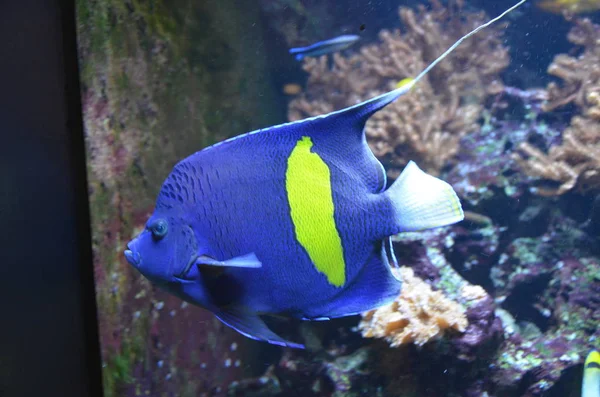 Tropische Vissen Aquarium Berlijn — Stockfoto