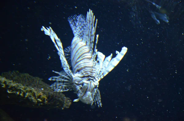 Tropical Fish Aquarium Berlin — Stock Photo, Image