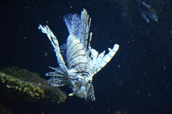 Peixes Tropicais Aquário Berlim — Fotografia de Stock