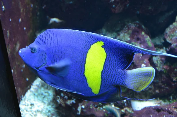 Peces Tropicales Acuario Berlín — Foto de Stock