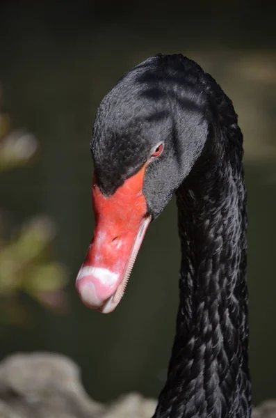 Cisne Negro Cygnus Atratus —  Fotos de Stock