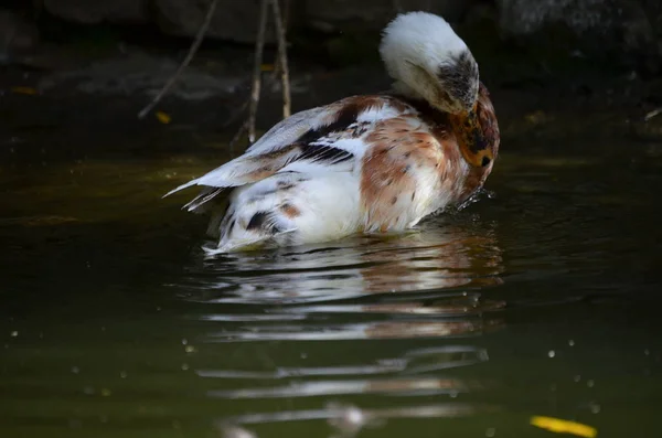 Close Portrait Mallard Duck — Stock Photo, Image