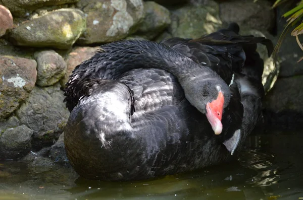 Cisne Negro Cygnus Atratus — Foto de Stock