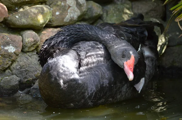 Cisne Negro Cygnus Atratus —  Fotos de Stock