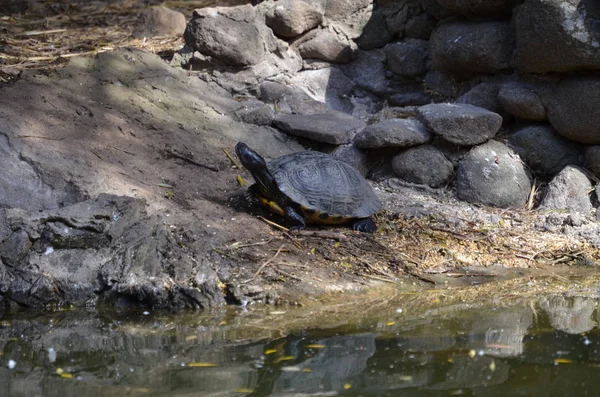 Close European Pond Turtle — Stock Photo, Image