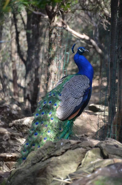 在撒丁岛动物园里一只漂亮的孔雀 — 图库照片